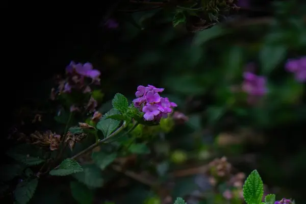 Μωβ Λουλούδια Τομέα Ένα Θολό Φόντο Στον Κήπο — Φωτογραφία Αρχείου