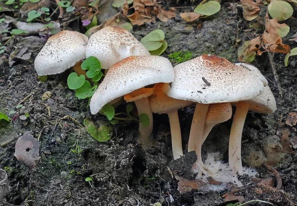 Een Close Shot Van Het Kweken Van Paddestoelen Het Bos — Stockfoto