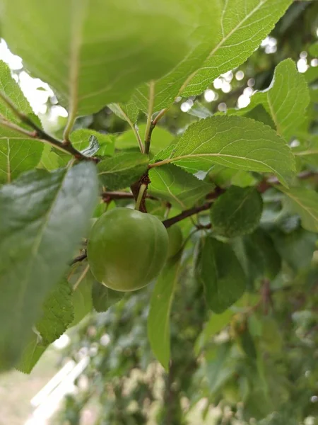 Vertical Selective Focus Shot Green Plum Tree — Stock Photo, Image