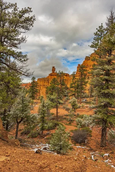 Vertical Shot Trees Red Sandy Rocks Red Canyon Dixie National — Stock Photo, Image