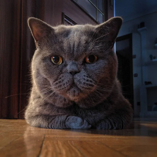 Yerde Yatan Sevimli Gri Bir Kedinin Yakın Plan Fotoğrafı — Stok fotoğraf