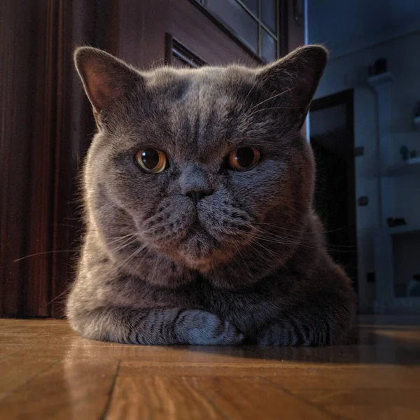 Uma Foto Close Gato Cinza Bonito Deitado Chão — Fotografia de Stock