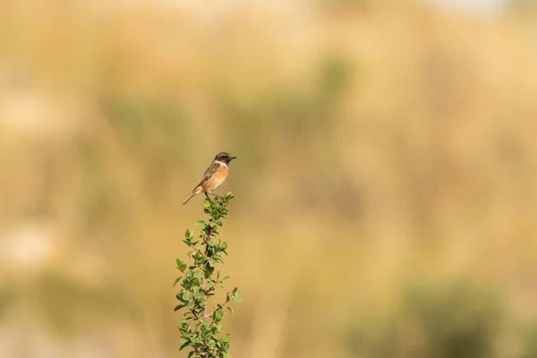 Een Selectieve Focusopname Van Een Kleine Vogel Die Overdag Boomtak — Stockfoto