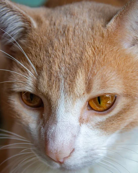 Μια Χαριτωμένη Γάτα Κοντά Μαλλιά Και Καστανά Μάτια — Φωτογραφία Αρχείου