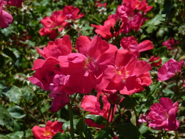 Tiro Close Flores Rosa Escuras Jardim — Fotografia de Stock