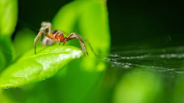 Closeup Shot Spider Its Web — Stock Photo, Image