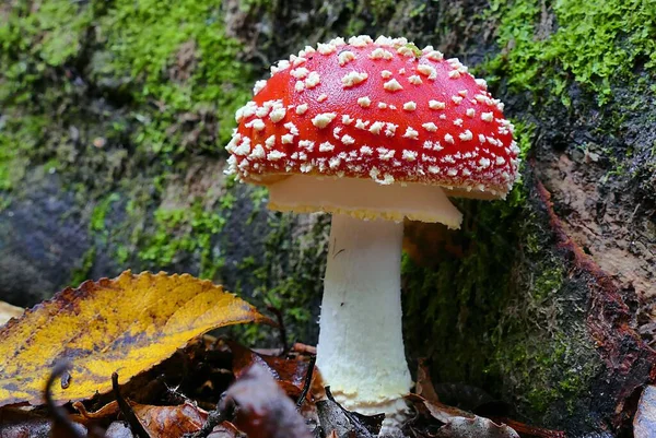 Closeup Vibrant Fly Agaric Mushroom Growing Forest Floor — Stock Photo, Image