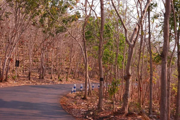 Uma Estrada Asfalto Estreita Com Floresta Nos Dois Lados — Fotografia de Stock