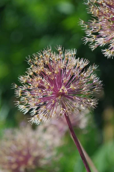 Krásná Touch Flower Blooming Blurred Background — Stock fotografie