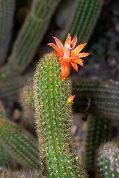 Vertikal Bild Kaktus Med Vacker Apelsinblomma — Stockfoto