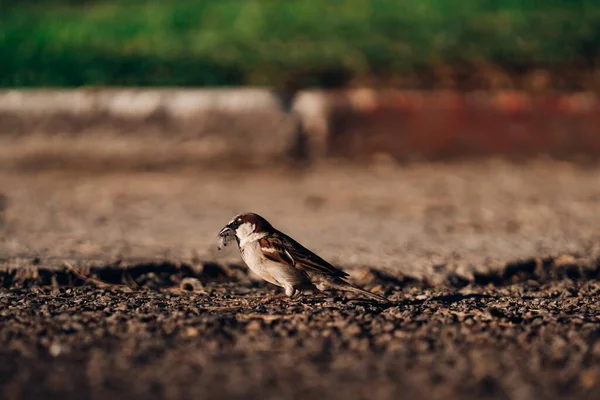 Focus Selettivo Piccolo Passero Piedi Terra Sotto Luce Del Sole — Foto Stock