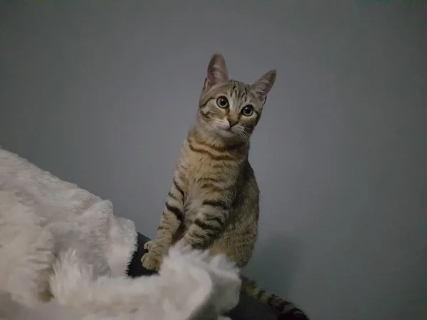 Primer Plano Gato Detrás Una Pared Gris — Foto de Stock