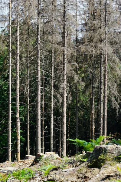 Klímaváltozás Miatt Rossz Állapotban Lévő Erdők Függőleges Képe — Stock Fotó