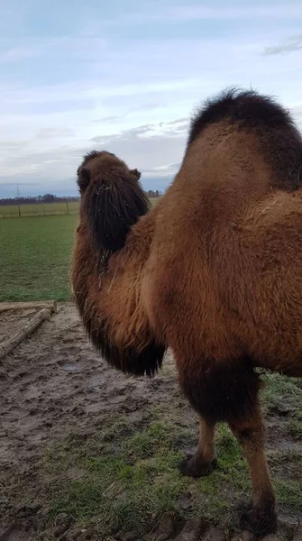 Eine Vertikale Nahaufnahme Eines Braunen Kamels Auf Dem Feld — Stockfoto