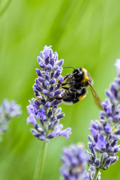 Plan Rapproché Une Abeille Sur Une Fleur Violette Dans Fond — Photo