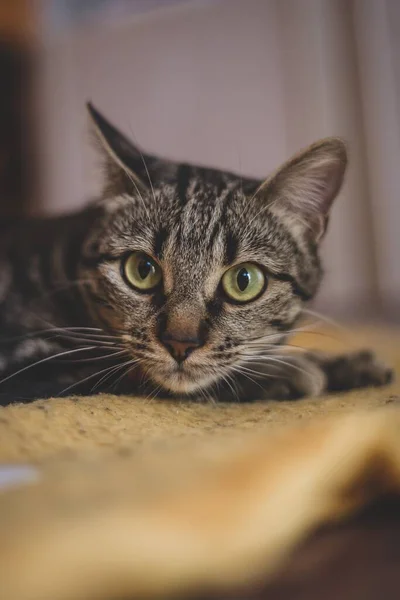 Selektiv Fokusbild Avskalad Söt Katt Med Grön Gula Ögon — Stockfoto