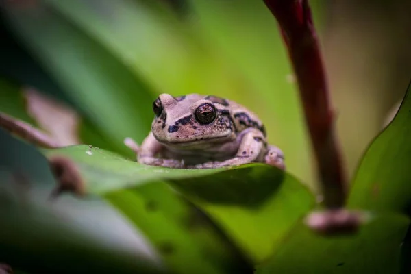 Une Grenouille Assise Sur Feuille Plante Verte — Photo