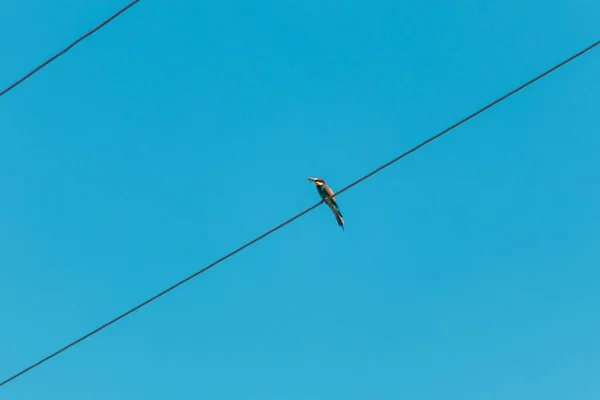 Tiro Ángulo Bajo Pájaro Sentado Alambre Bajo Cielo Azul — Foto de Stock