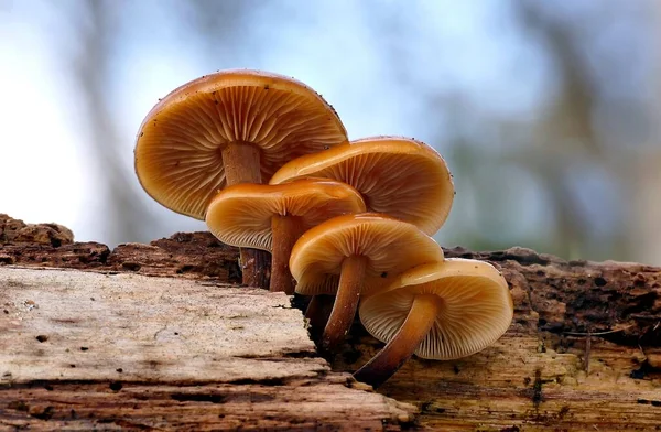 Närbild Grupp Vilda Enoki Svamp Som Växer Ruttet Trä Skogen — Stockfoto