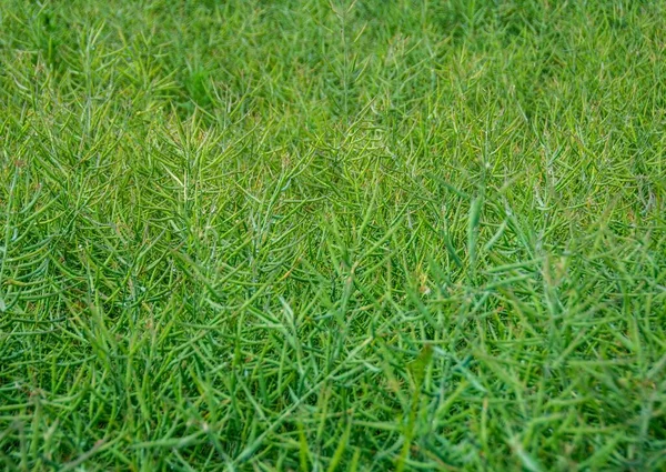 太陽の下で緑の芝生のフィールドの高角度ショット — ストック写真