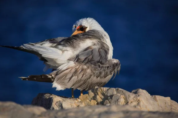 Primo Piano Gabbiano Dai Piedi Gialli Che Predilige Costa Malaga — Foto Stock