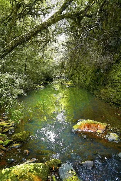 Vertikální Obraz Úzkého Proudu Vody Pod Korunami Stromů Odrazem Zeleně — Stock fotografie