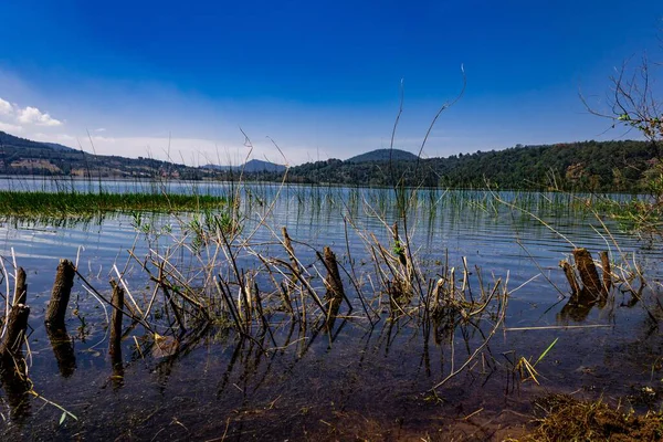 Uma Bela Paisagem Lago Com Plantas Verdes Beira Mar Durante — Fotografia de Stock