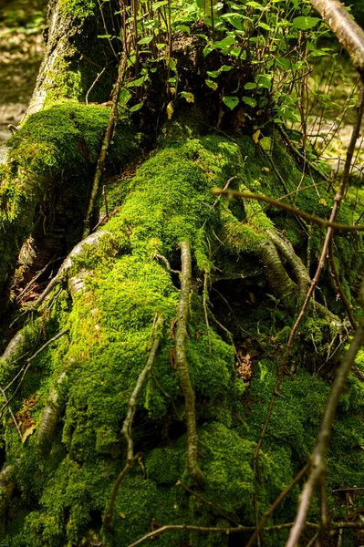 Gros Plan Tronc Des Racines Arbre Recouverts Mousse Verte — Photo