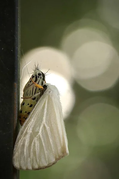 Vertical Selective Focus Shot White Satin Moth Garden Captured Japan — Stock Photo, Image