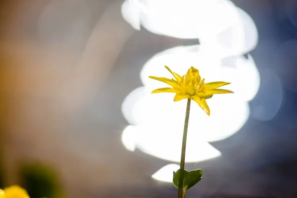Вибірковий Фокус Зображення Квітучих Жовтих Квітів Вогнями Фоні — стокове фото