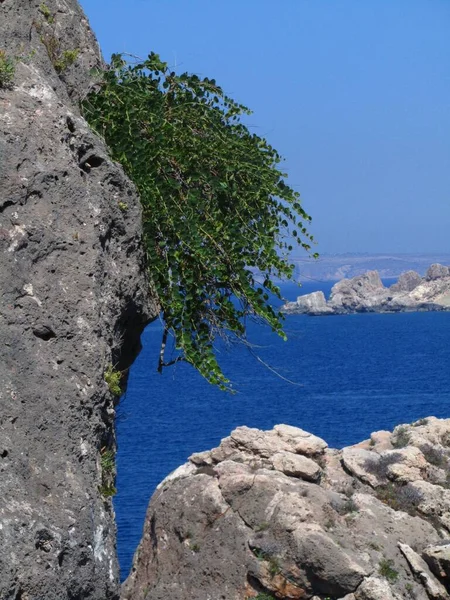 Disparo Vertical Una Planta Alcaparras Creciendo Acantilado Rocoso Malta —  Fotos de Stock