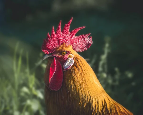 晴れた日に農場を歩いている鶏の肖像画 — ストック写真