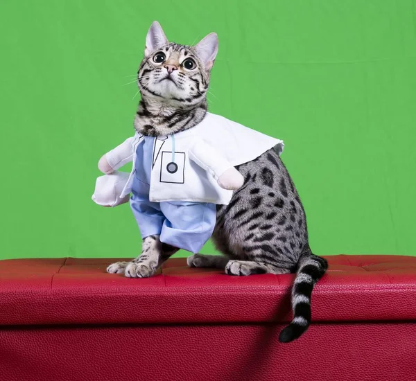 A pure breed Bengal cat in a doctor costume on a red box with a green background