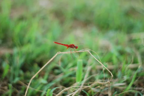 Een Selectieve Focus Shot Van Een Scharlaken Libelle Gras — Stockfoto