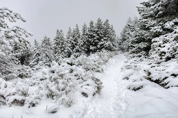 Landskapsbild Skog Täckt Snö — Stockfoto