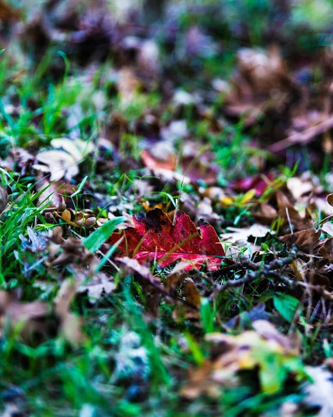 Mise Point Sélective Verticale Une Feuille Rouge Sur Herbe — Photo