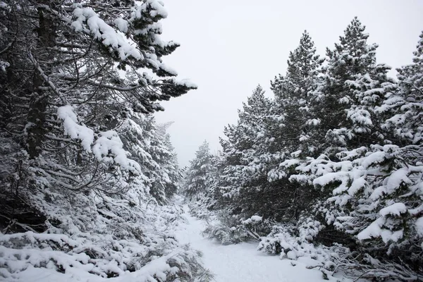 Los Árboles Cubrían Nieve Sombrío Día Invierno Bosque —  Fotos de Stock