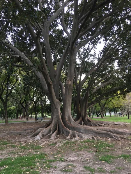 Zahrada Obřími Starými Krásnými Stromy Dlouhými Kořeny — Stock fotografie