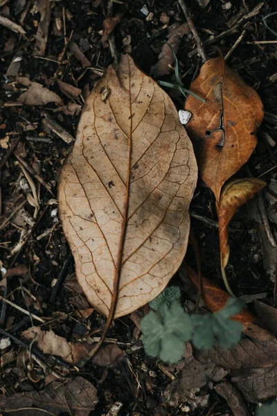 Вертикальный Снимок Опавших Осенних Листьев Земле — стоковое фото