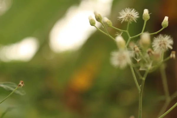 Primer Plano Una Pequeña Flor Silvestre Blanca Bajo Luz Del — Foto de Stock