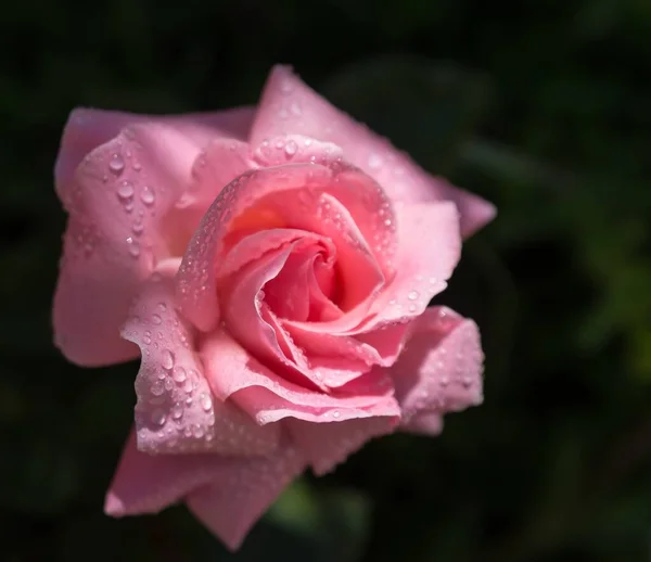 Closeup Shot Pink Rose Water Droplets — Stock Photo, Image