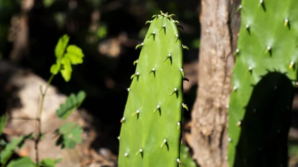 Cactaceae Opuntia Nın Bulanık Arkaplanlı Seçici Odak Görüntüsü — Stok fotoğraf