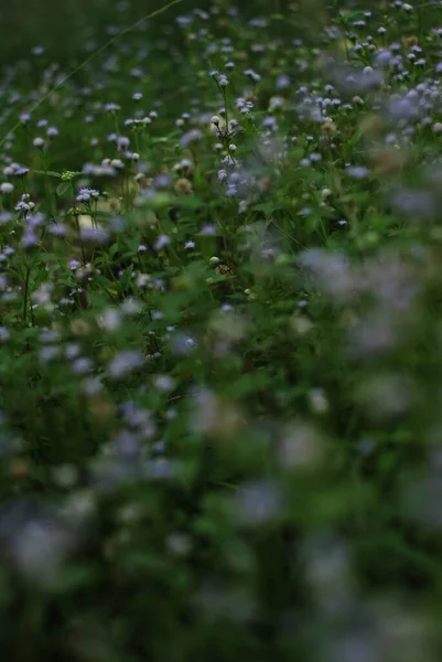 Egy Közeli Felvétel Baba Leheletéről Kis Fehér Virágok Zöld Mezőn — Stock Fotó
