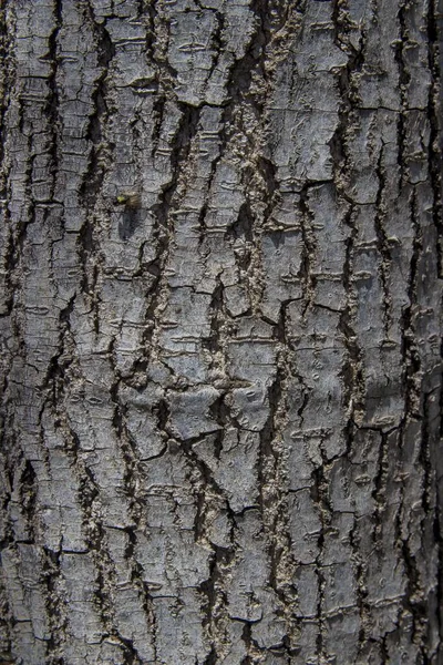 Vertikal Bild Konsistensen Ett Träd Bark — Stockfoto