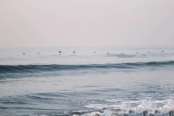 Beautiful Shot Wavy Sea Seagulls — Stock Photo, Image