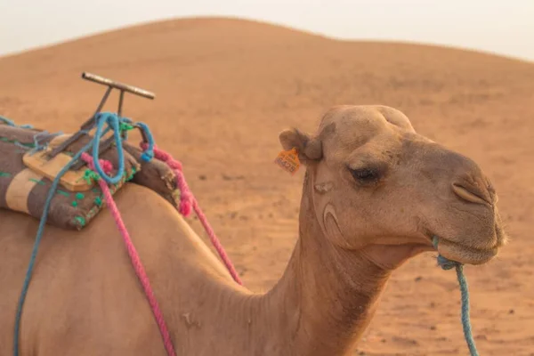 Selektiv Fokusbild Den Arabiska Kamelen Öknen — Stockfoto