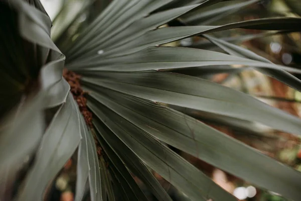 Bir Palmiye Yaprağının Seçici Odak Noktası Duvar Kağıdı Için Mükemmel — Stok fotoğraf