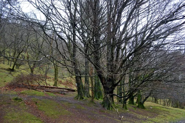 Une Forêt Mystérieuse Effrayante Avec Des Arbres Géants Couverts Mousse — Photo