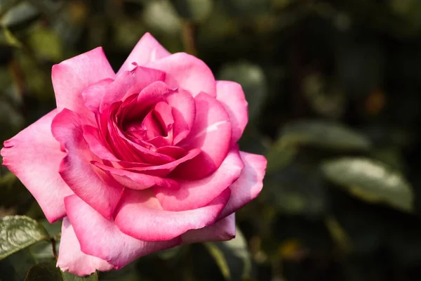 Una Macro Toma Una Hermosa Rosa Rosa Verdor — Foto de Stock