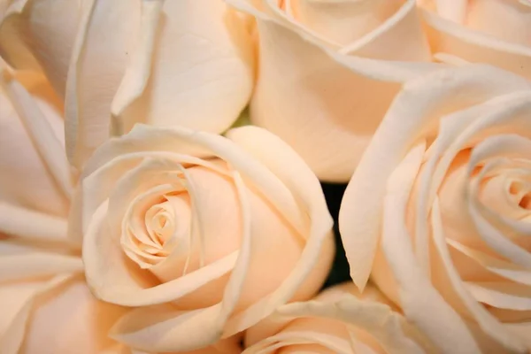 Macro Plan Des Belles Roses Couleur Pêche — Photo